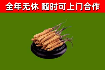 琼山区回收冬虫夏草