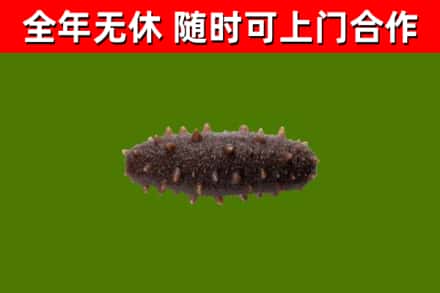 琼山区回收海参干